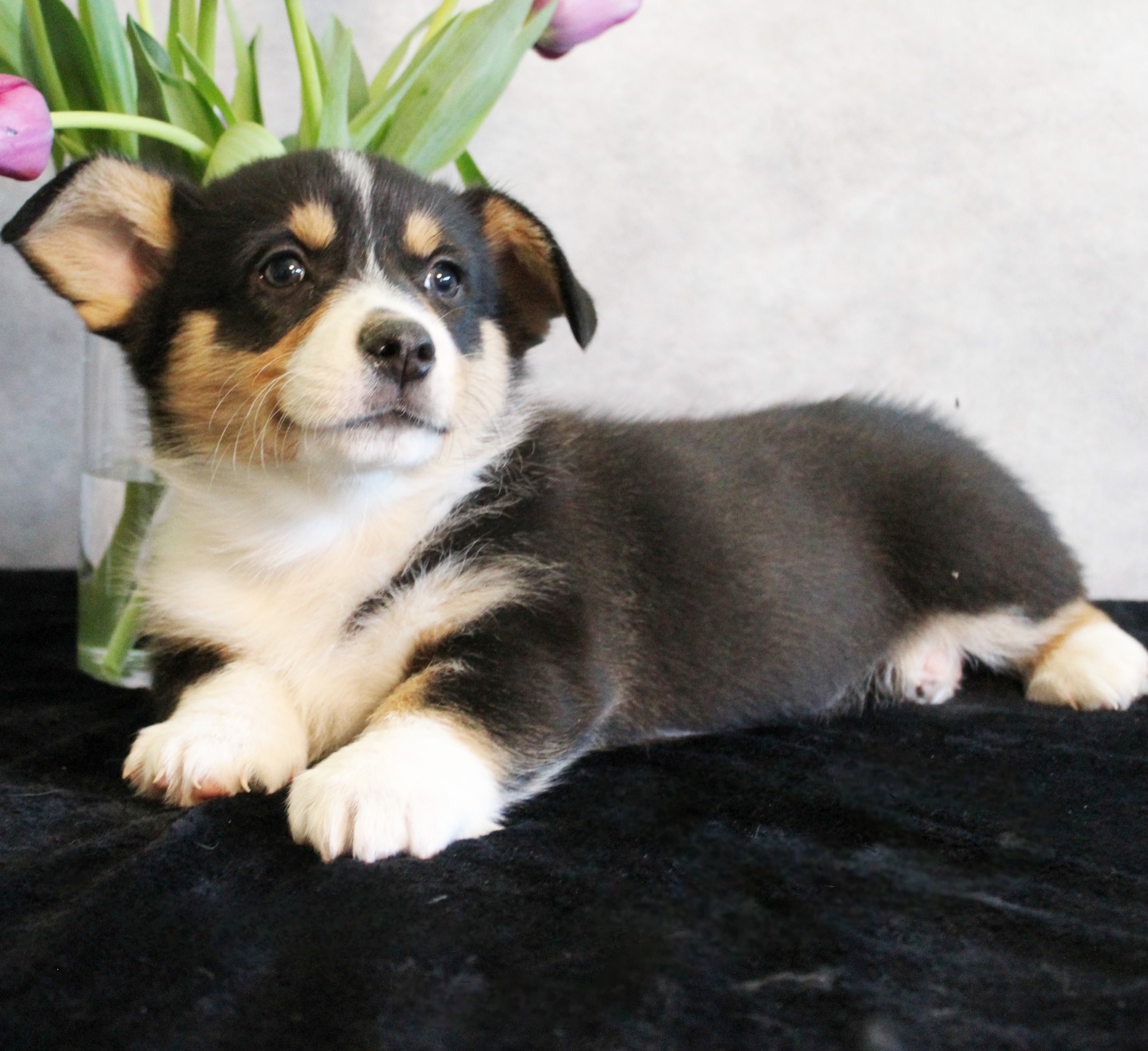 puppy, for, sale, Pembroke Welsh Melvin King, dog, breeder