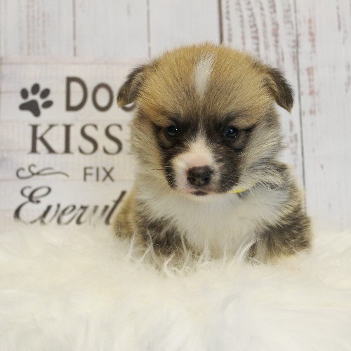 puppy, for, sale, Pembroke Welsh Corgi, Melvin  King, dog, breeder, Honey Brook, PA, dog-breeder, puppy-for-sale, forsale, nearby, find, puppyfind, locator, puppylocator, aca