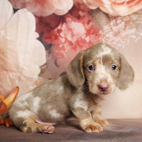 puppy, for, sale, Dachshund, Melvin  King, dog, breeder, Honey Brook, PA, dog-breeder, puppy-for-sale, forsale, nearby, find, puppyfind, locator, puppylocator, aca