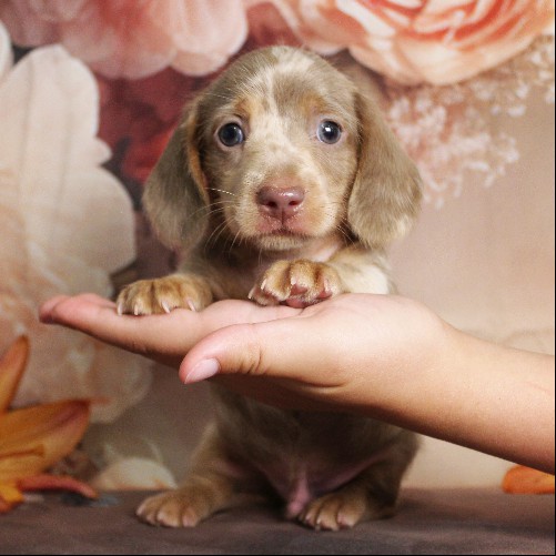 puppy, for, sale, Dachshund, Melvin  King, dog, breeder, Honey Brook, PA, dog-breeder, puppy-for-sale, forsale, nearby, find, puppyfind, locator, puppylocator, aca