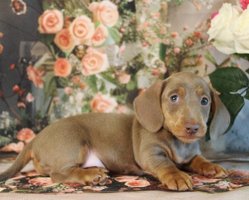 puppy, for, sale, Dachshund, Melvin  King, dog, breeder, Honey Brook, PA, dog-breeder, puppy-for-sale, forsale, nearby, find, puppyfind, locator, puppylocator, aca