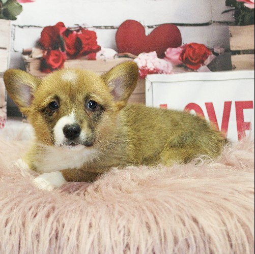 puppy, for, sale, Pembroke Welsh Corgi, Melvin  King, dog, breeder, Honey Brook, PA, dog-breeder, puppy-for-sale, forsale, nearby, find, puppyfind, locator, puppylocator, aca