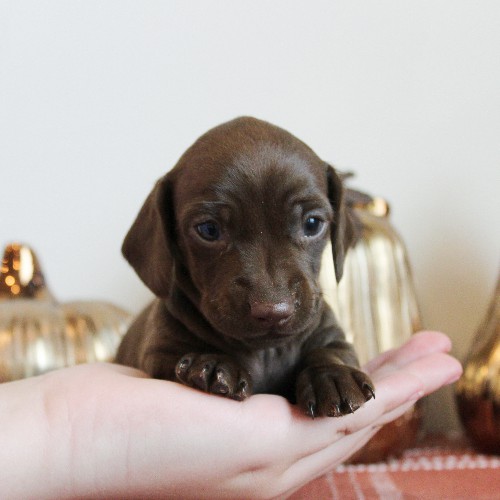puppy, for, sale, Dachshund, Melvin  King, dog, breeder, Honey Brook, PA, dog-breeder, puppy-for-sale, forsale, nearby, find, puppyfind, locator, puppylocator, aca