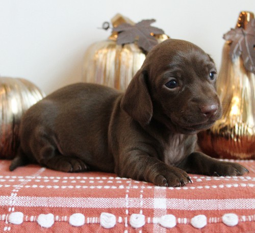 puppy, for, sale, Dachshund, Melvin  King, dog, breeder, Honey Brook, PA, dog-breeder, puppy-for-sale, forsale, nearby, find, puppyfind, locator, puppylocator, aca