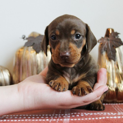 puppy, for, sale, Dachshund, Melvin  King, dog, breeder, Honey Brook, PA, dog-breeder, puppy-for-sale, forsale, nearby, find, puppyfind, locator, puppylocator, aca