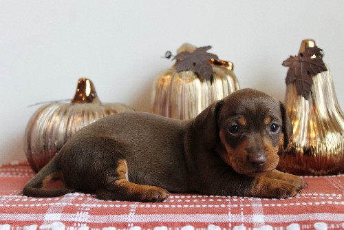 puppy, for, sale, Dachshund, Melvin  King, dog, breeder, Honey Brook, PA, dog-breeder, puppy-for-sale, forsale, nearby, find, puppyfind, locator, puppylocator, aca
