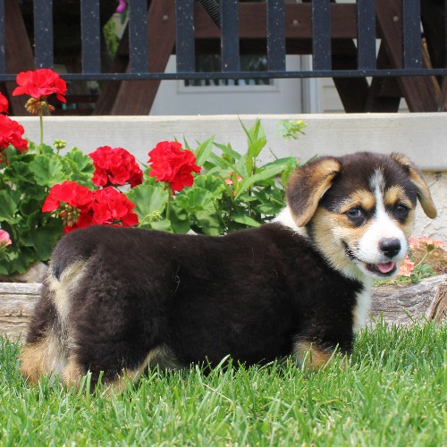 puppy, for, sale, Pembroke Welsh Corgi, Melvin  King, dog, breeder, Honey Brook, PA, dog-breeder, puppy-for-sale, forsale, nearby, find, puppyfind, locator, puppylocator, aca