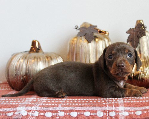 puppy, for, sale, Dachshund, Melvin  King, dog, breeder, Honey Brook, PA, dog-breeder, puppy-for-sale, forsale, nearby, find, puppyfind, locator, puppylocator, aca