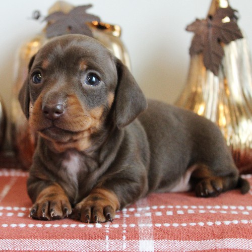 puppy, for, sale, Dachshund, Melvin  King, dog, breeder, Honey Brook, PA, dog-breeder, puppy-for-sale, forsale, nearby, find, puppyfind, locator, puppylocator, aca