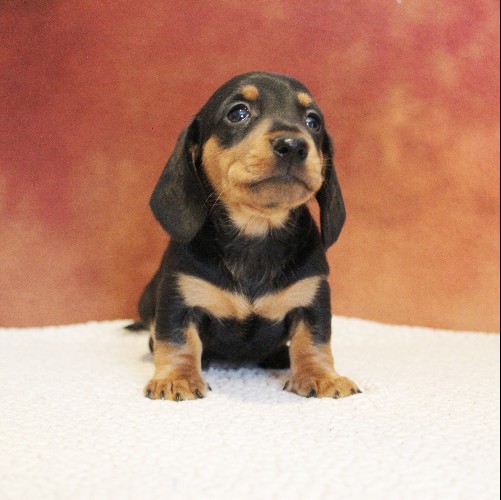 puppy, for, sale, Dachshund, Melvin  King, dog, breeder, Honey Brook, PA, dog-breeder, puppy-for-sale, forsale, nearby, find, puppyfind, locator, puppylocator, aca