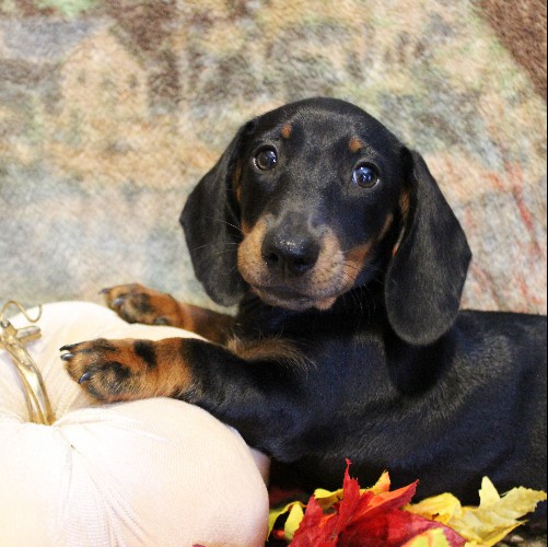 puppy, for, sale, Dachshund, Melvin  King, dog, breeder, Honey Brook, PA, dog-breeder, puppy-for-sale, forsale, nearby, find, puppyfind, locator, puppylocator, aca