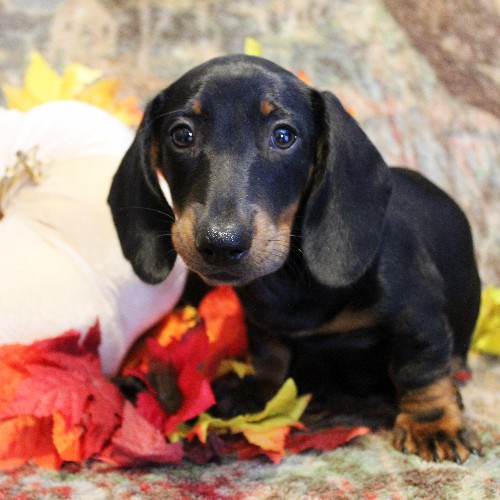 puppy, for, sale, Dachshund, Melvin  King, dog, breeder, Honey Brook, PA, dog-breeder, puppy-for-sale, forsale, nearby, find, puppyfind, locator, puppylocator, aca