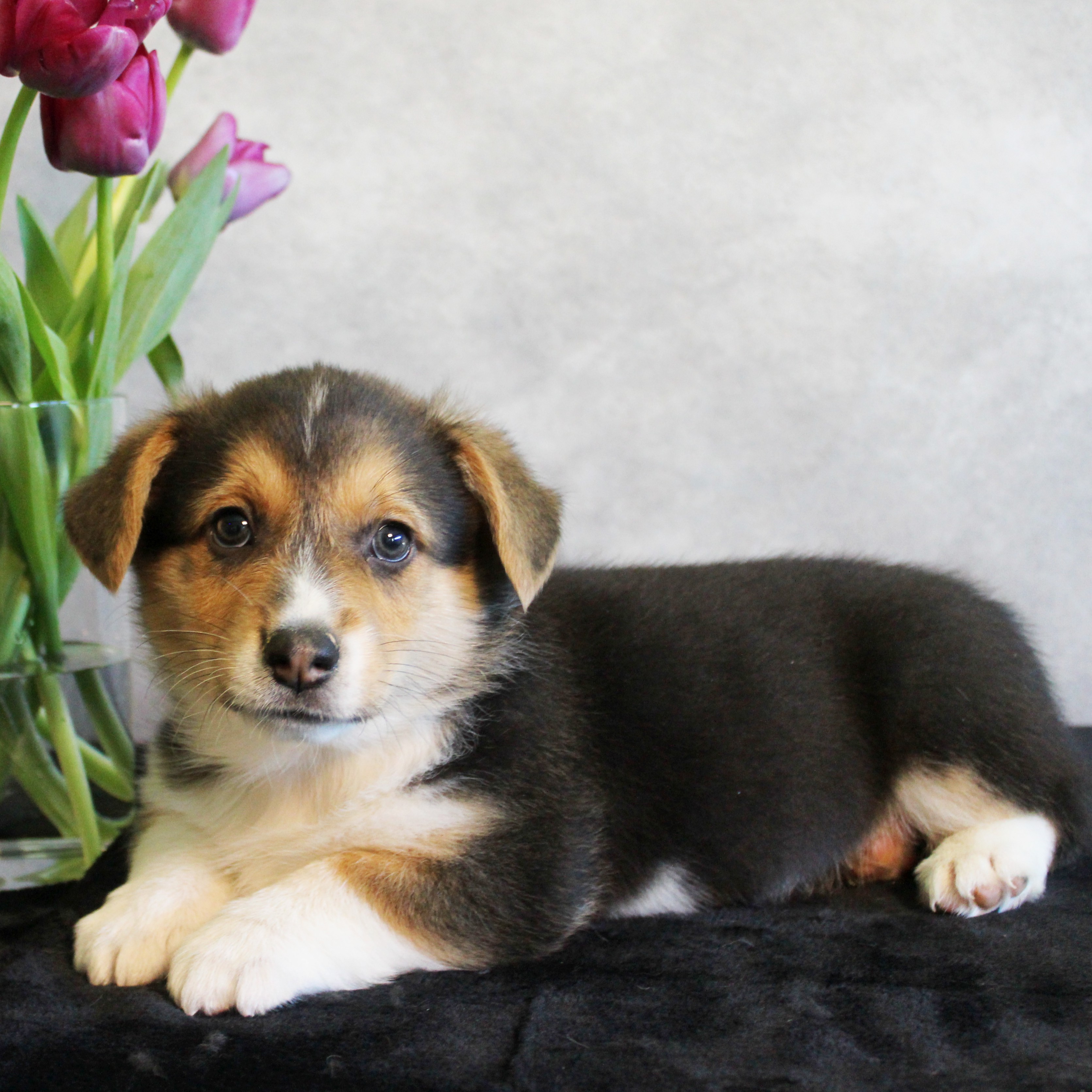 puppy, for, sale, Pembroke Welsh Melvin King, dog, breeder