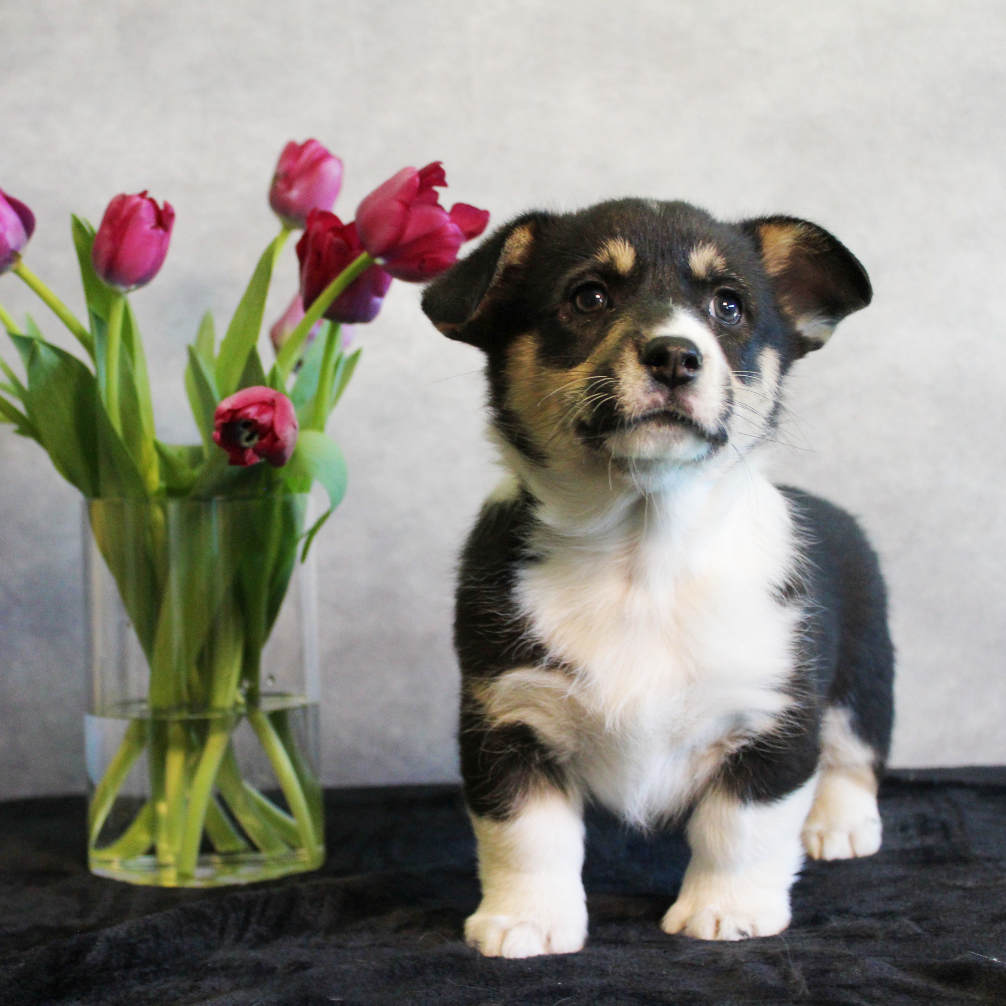 puppy, for, sale, Pembroke Welsh Melvin King, dog, breeder