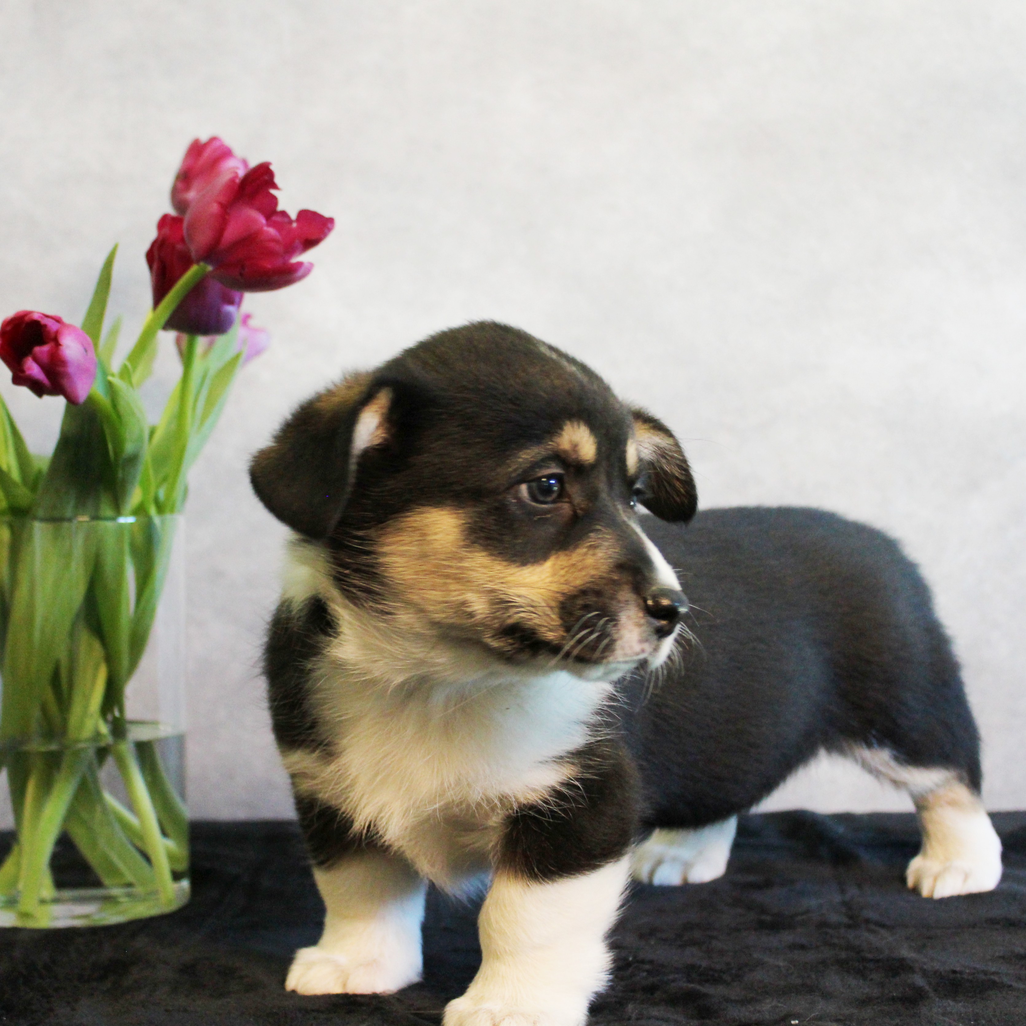 puppy, for, sale, Pembroke Welsh Melvin King, dog, breeder
