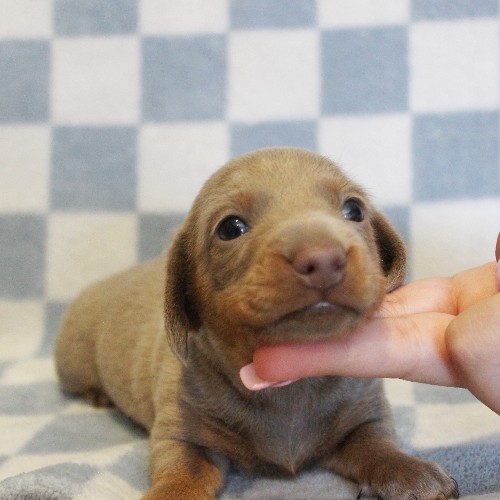 puppy, for, sale, Dachshund, Melvin  King, dog, breeder, Honey Brook, PA, dog-breeder, puppy-for-sale, forsale, nearby, find, puppyfind, locator, puppylocator, aca