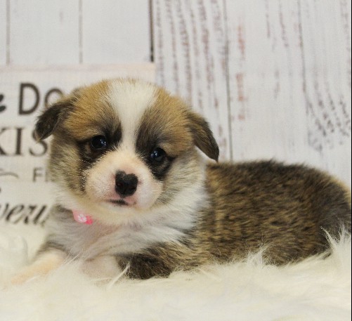 puppy, for, sale, Pembroke Welsh Corgi, Melvin  King, dog, breeder, Honey Brook, PA, dog-breeder, puppy-for-sale, forsale, nearby, find, puppyfind, locator, puppylocator, aca