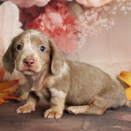 puppy, for, sale, Dachshund, Melvin  King, dog, breeder, Honey Brook, PA, dog-breeder, puppy-for-sale, forsale, nearby, find, puppyfind, locator, puppylocator, aca