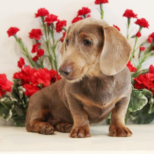 puppy, for, sale, Dachshund, Melvin  King, dog, breeder, Honey Brook, PA, dog-breeder, puppy-for-sale, forsale, nearby, find, puppyfind, locator, puppylocator, aca