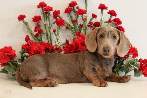 puppy, for, sale, Dachshund, Melvin  King, dog, breeder, Honey Brook, PA, dog-breeder, puppy-for-sale, forsale, nearby, find, puppyfind, locator, puppylocator, aca