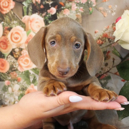 puppy, for, sale, Dachshund, Melvin  King, dog, breeder, Honey Brook, PA, dog-breeder, puppy-for-sale, forsale, nearby, find, puppyfind, locator, puppylocator, aca