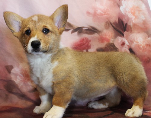 puppy, for, sale, Pembroke Welsh Corgi, Melvin  King, dog, breeder, Honey Brook, PA, dog-breeder, puppy-for-sale, forsale, nearby, find, puppyfind, locator, puppylocator, aca