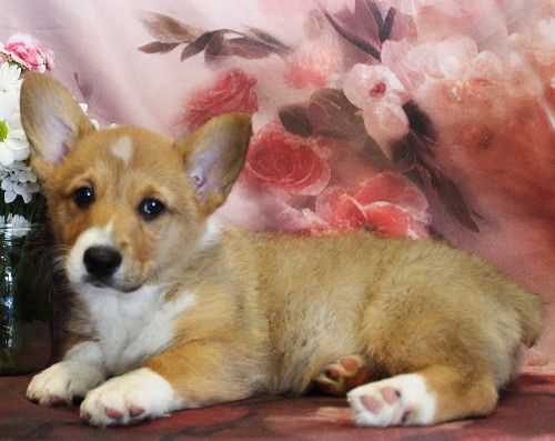 puppy, for, sale, Pembroke Welsh Corgi, Melvin  King, dog, breeder, Honey Brook, PA, dog-breeder, puppy-for-sale, forsale, nearby, find, puppyfind, locator, puppylocator, aca