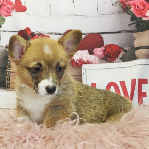 puppy, for, sale, Pembroke Welsh Corgi, Melvin  King, dog, breeder, Honey Brook, PA, dog-breeder, puppy-for-sale, forsale, nearby, find, puppyfind, locator, puppylocator, aca