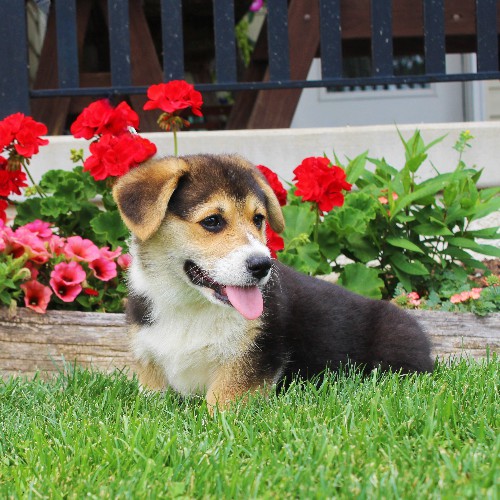 puppy, for, sale, Pembroke Welsh Corgi, Melvin  King, dog, breeder, Honey Brook, PA, dog-breeder, puppy-for-sale, forsale, nearby, find, puppyfind, locator, puppylocator, aca
