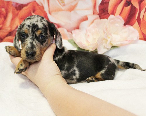 puppy, for, sale, Dachshund, Melvin  King, dog, breeder, Honey Brook, PA, dog-breeder, puppy-for-sale, forsale, nearby, find, puppyfind, locator, puppylocator, aca