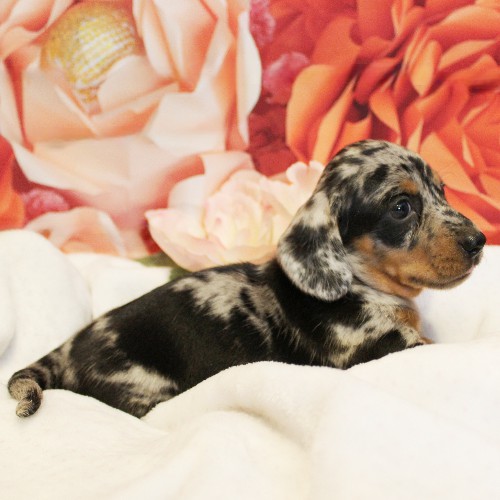 puppy, for, sale, Dachshund, Melvin  King, dog, breeder, Honey Brook, PA, dog-breeder, puppy-for-sale, forsale, nearby, find, puppyfind, locator, puppylocator, aca