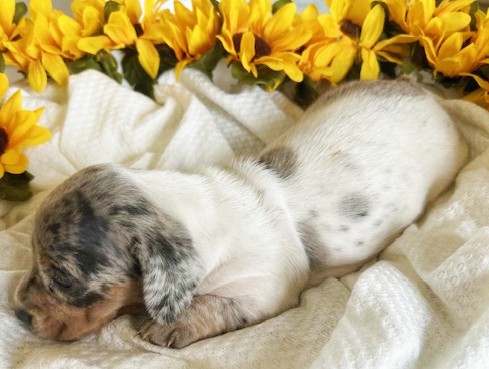 puppy, for, sale, Dachshund, Melvin  King, dog, breeder, Honey Brook, PA, dog-breeder, puppy-for-sale, forsale, nearby, find, puppyfind, locator, puppylocator, aca