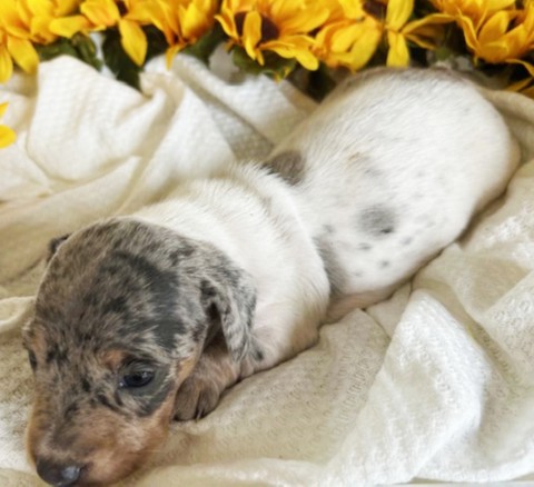 puppy, for, sale, Dachshund, Melvin  King, dog, breeder, Honey Brook, PA, dog-breeder, puppy-for-sale, forsale, nearby, find, puppyfind, locator, puppylocator, aca