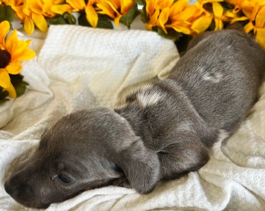 puppy, for, sale, Dachshund, Melvin  King, dog, breeder, Honey Brook, PA, dog-breeder, puppy-for-sale, forsale, nearby, find, puppyfind, locator, puppylocator, aca