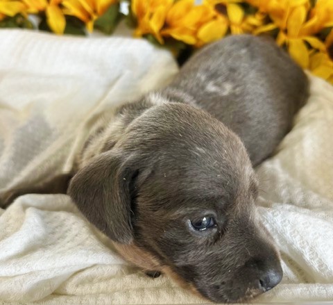 puppy, for, sale, Dachshund, Melvin  King, dog, breeder, Honey Brook, PA, dog-breeder, puppy-for-sale, forsale, nearby, find, puppyfind, locator, puppylocator, aca