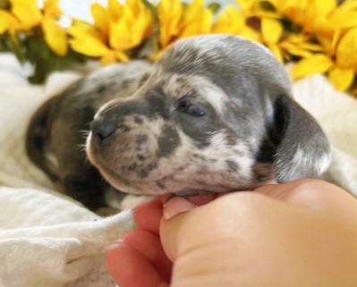 puppy, for, sale, Dachshund, Melvin  King, dog, breeder, Honey Brook, PA, dog-breeder, puppy-for-sale, forsale, nearby, find, puppyfind, locator, puppylocator, aca