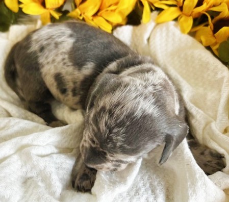 puppy, for, sale, Dachshund, Melvin  King, dog, breeder, Honey Brook, PA, dog-breeder, puppy-for-sale, forsale, nearby, find, puppyfind, locator, puppylocator, aca