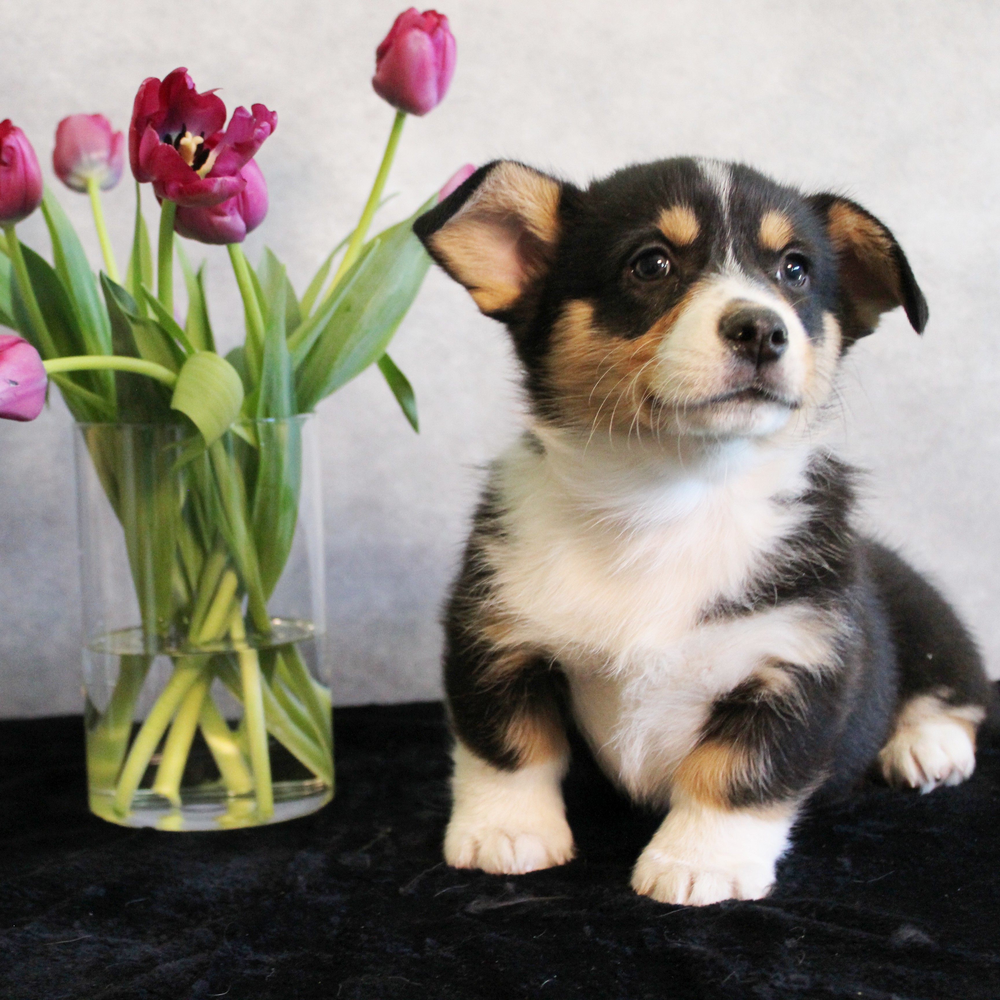 puppy, for, sale, Pembroke Welsh Melvin King, dog, breeder