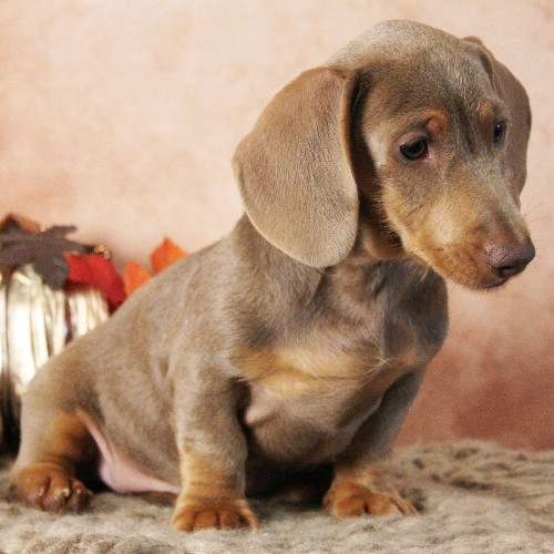 puppy, for, sale, Dachshund, Melvin  King, dog, breeder, Honey Brook, PA, dog-breeder, puppy-for-sale, forsale, nearby, find, puppyfind, locator, puppylocator, aca