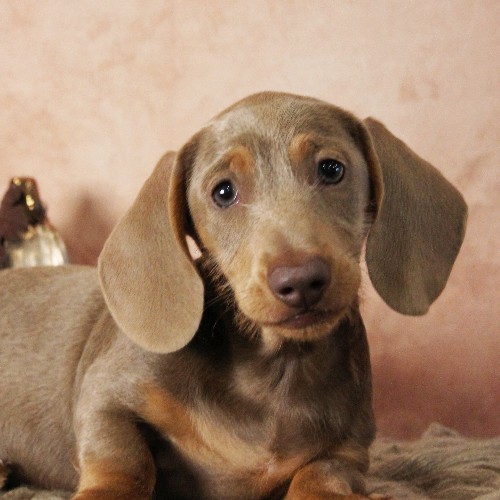 puppy, for, sale, Dachshund, Melvin  King, dog, breeder, Honey Brook, PA, dog-breeder, puppy-for-sale, forsale, nearby, find, puppyfind, locator, puppylocator, aca