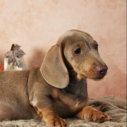 puppy, for, sale, Dachshund, Melvin  King, dog, breeder, Honey Brook, PA, dog-breeder, puppy-for-sale, forsale, nearby, find, puppyfind, locator, puppylocator, aca