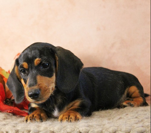 puppy, for, sale, Dachshund, Melvin  King, dog, breeder, Honey Brook, PA, dog-breeder, puppy-for-sale, forsale, nearby, find, puppyfind, locator, puppylocator, aca