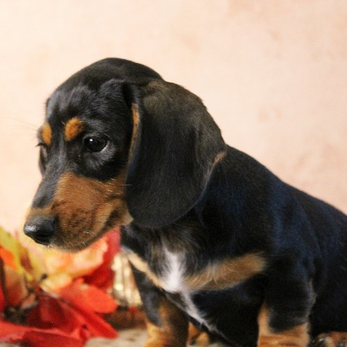 puppy, for, sale, Dachshund, Melvin  King, dog, breeder, Honey Brook, PA, dog-breeder, puppy-for-sale, forsale, nearby, find, puppyfind, locator, puppylocator, aca