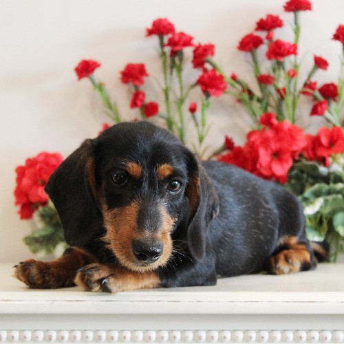 puppy, for, sale, Dachshund, Melvin  King, dog, breeder, Honey Brook, PA, dog-breeder, puppy-for-sale, forsale, nearby, find, puppyfind, locator, puppylocator, aca