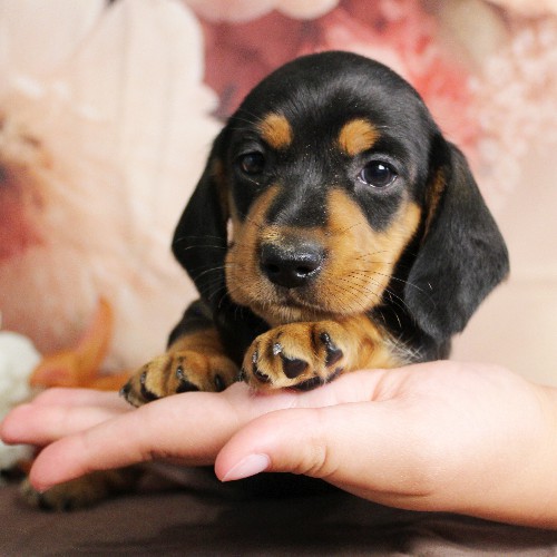 puppy, for, sale, Dachshund, Melvin  King, dog, breeder, Honey Brook, PA, dog-breeder, puppy-for-sale, forsale, nearby, find, puppyfind, locator, puppylocator, aca