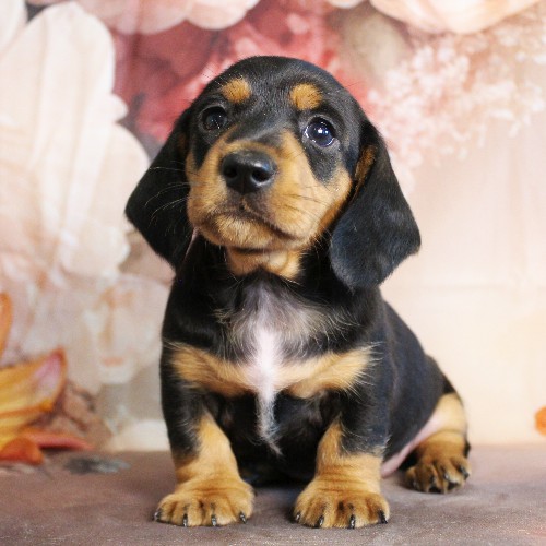 puppy, for, sale, Dachshund, Melvin  King, dog, breeder, Honey Brook, PA, dog-breeder, puppy-for-sale, forsale, nearby, find, puppyfind, locator, puppylocator, aca