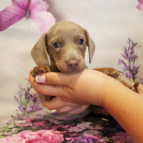 puppy, for, sale, Dachshund, Melvin  King, dog, breeder, Honey Brook, PA, dog-breeder, puppy-for-sale, forsale, nearby, find, puppyfind, locator, puppylocator, aca
