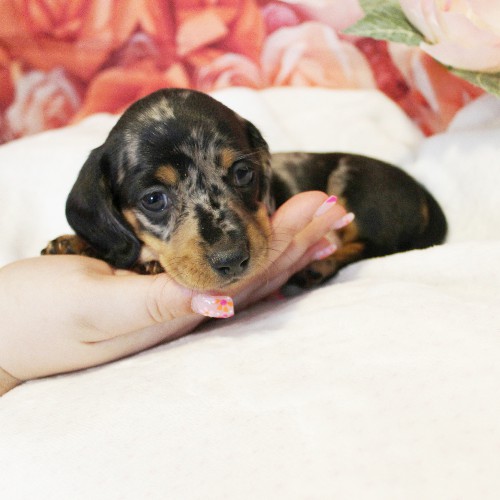 puppy, for, sale, Dachshund, Melvin  King, dog, breeder, Honey Brook, PA, dog-breeder, puppy-for-sale, forsale, nearby, find, puppyfind, locator, puppylocator, aca
