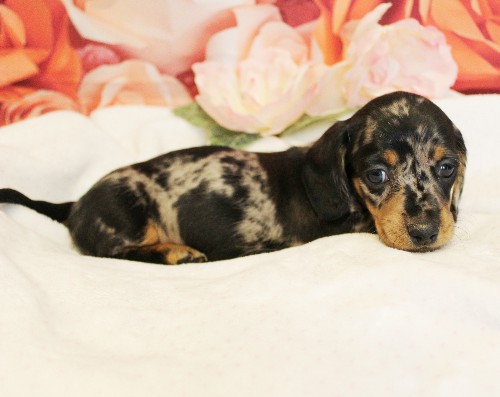 puppy, for, sale, Dachshund, Melvin  King, dog, breeder, Honey Brook, PA, dog-breeder, puppy-for-sale, forsale, nearby, find, puppyfind, locator, puppylocator, aca