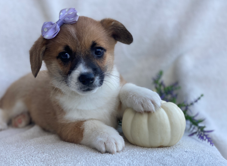 Cuddlin Professional Dog Breeder of Honey Brook PA Homepage